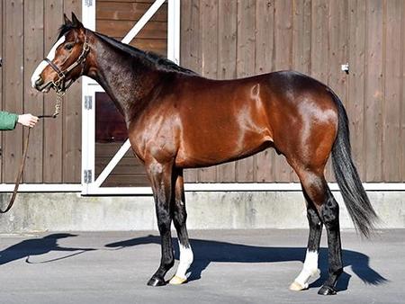 ラッシュラッシーズ14 ディープインパクト２ 競馬 レース デイリースポーツ Online