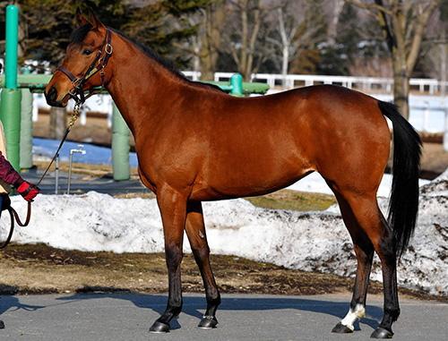 ステイゴールド ダリシア その他ｓｓ系 競馬 レース デイリースポーツ Online