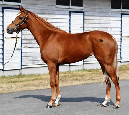 　レクレドール１６