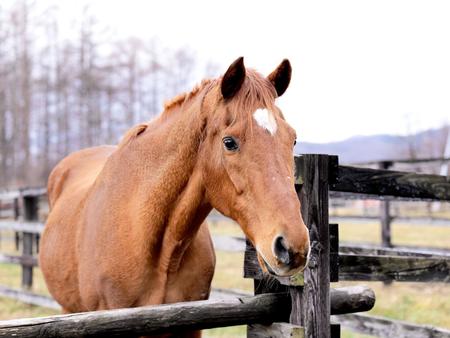 有馬記念を制したＨＥＲＯたち ～スポーツ新聞及び夕刊紙による９社