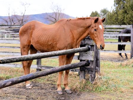 グラスワンダーは今　現在２８歳、人気衰えぬ格好いい〝旦那〟