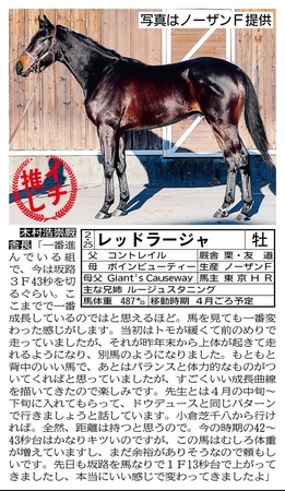 ■2歳馬写真パドック