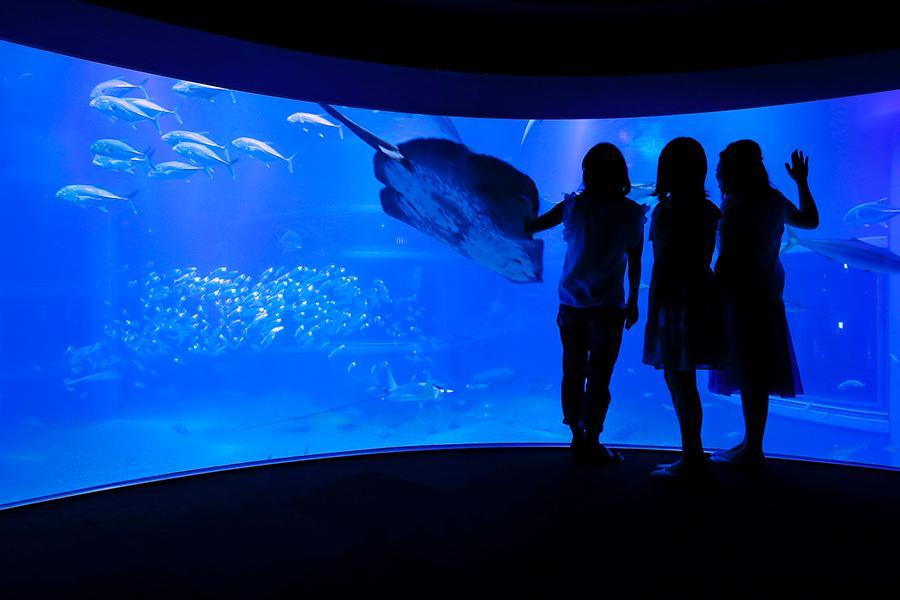 海遊館で「大人のナイトツアー」開催編集者のオススメ記事【写真】明日花キララ、新年早々ドッキリ投稿！フォロワー「履…【写真】「めっちゃ痩せてる！」「おもろすぎ」華原朋美の全力…【写真】高岡早紀 パリで１２歳娘とギュー！幸せな姿に反響「そ…【写真】「イッテＱ」イモト、１１８カ国踏破したスーツケース…関西最新ニュース主要ニュースエンゼルス　ネビン監督が激昂、退場「あなして」地獄ランチが重すぎるキンコン西野　オリラジ中田動画に私見大竹まこと　死去した上岡さんは「師」侍Ｊ　栗山監督の退任で次期監督は？ランキング(芸能)話題の写真ランキングデイリーおすすめアイテム写真リアルタイムランキング注目トピックス