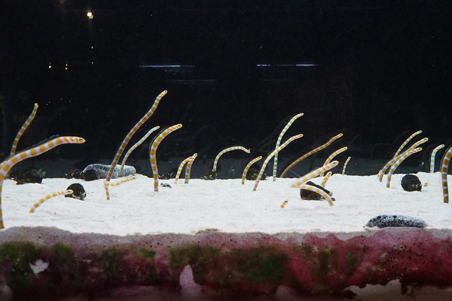 京都水族館のちんあなご展、生態迫る内容で大人も夢中に/関西/芸能