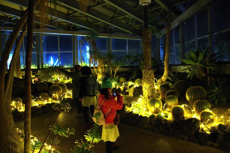 珍しい温室内のイルミネーション 南大阪の植物園で 関西 芸能 デイリースポーツ Online