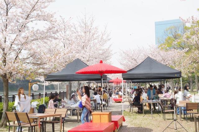 大阪城公園の有料ｂｂｑが盛況 桜満開で満席 関西 芸能 デイリースポーツ Online