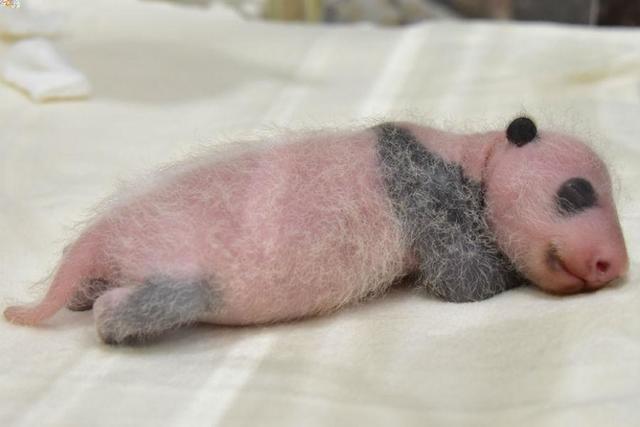 手にコブ目立つ 和歌山の赤ちゃんパンダ１８日齢 関西 芸能 デイリースポーツ Online