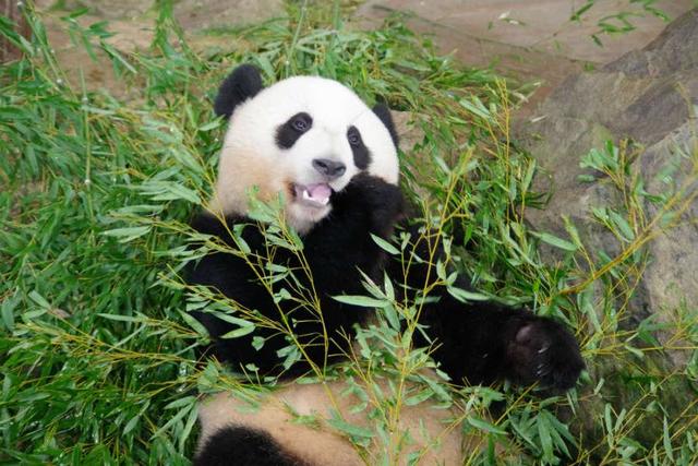 旅行好きが選ぶ日本の動物園１位 和歌山のパンダら 関西 芸能 デイリースポーツ Online