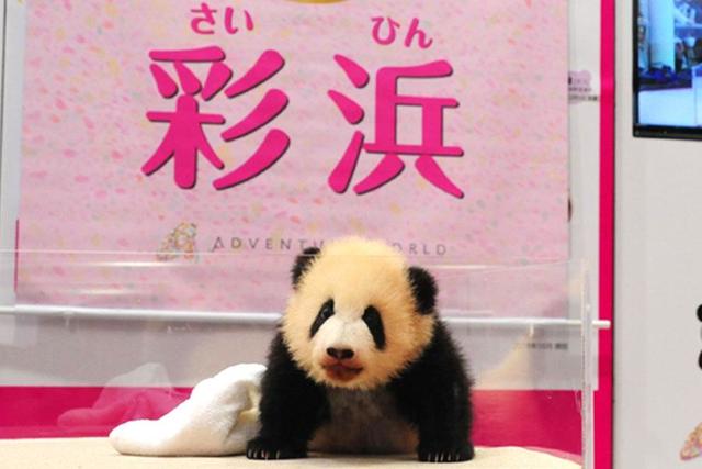 和歌山の赤ちゃんパンダ 彩浜 さいひん に名前決定 関西 芸能 デイリースポーツ Online