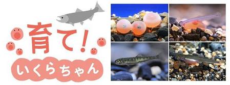 イクラから稚魚になるまでの成長過程を観察できる