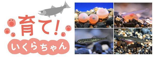 イクラから稚魚になるまでの成長過程を観察できる