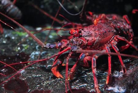 「京都水族館」にいるイセエビのなかで１番大きい体長約４０ｃｍのイセエビが展示