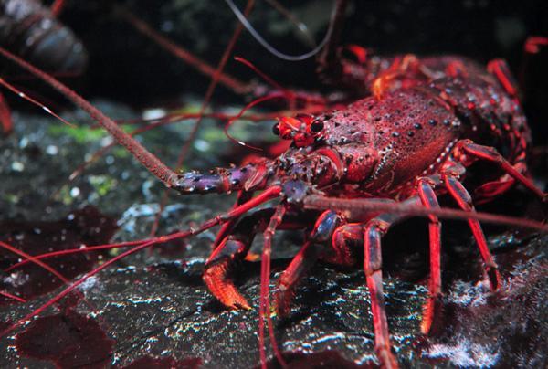 「京都水族館」にいるイセエビのなかで１番大きい体長約４０ｃｍのイセエビが展示