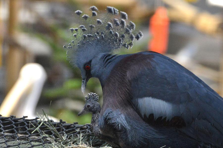 オウギバトと赤ちゃん