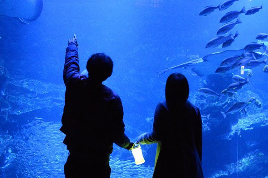 幻想的な 夜の水族館 イベント 京都水族館で開催 関西 芸能 デイリースポーツ Online