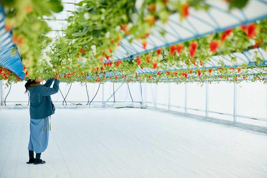 淡路島の注目新スポット、最先端のいちご狩り誕生/関西/芸能/デイリースポーツ online 淡路島の注目新スポット、最先端のいちご狩り誕生/関西/芸能/デイリースポーツ online