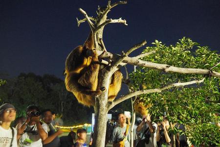 　毎年大勢の人が足を運ぶナイトズーをはじめ、イルカショーやヒーローショーなど地元ファンは多い「みさき公園」