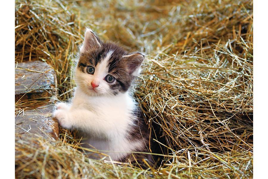 　写真家・岩合光昭が世界各地で撮りためた「こねこ」を展示