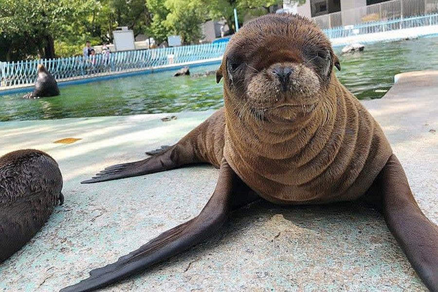 　行方不明となったカリフォルニアアシカ「キュッキュ」（写真提供：天王寺動物園）