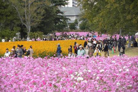 　阪神間最大級のコスモス園として市内外から多くの花見客が訪れる「武庫川髭の渡しコスモス園」　写真は過去開催時の様子