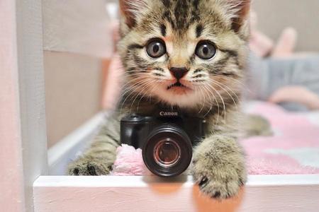 Ｔｗｉｔｔｅｒで話題となっている子猫のエルちゃん（提供：ｔｈｅ ｍｉさん ）