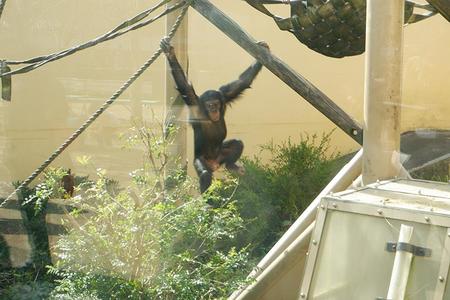 　屋内の映像よりも、外で遊ぶほうが好きなチンパンジーさんたち。そらそやな