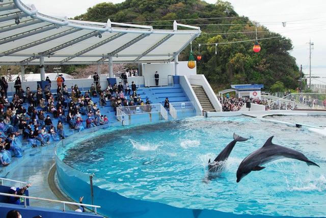 イルカショーも見納め 閉園みさき公園 全力でやり切れた 関西 芸能 デイリースポーツ Online