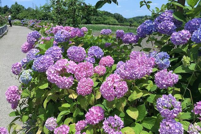 大阪 堺でアジサイ500株が開花 七夕イベントも 関西 芸能 デイリースポーツ Online 大阪 堺でアジサイ500株が開花 七夕イベントも 関西 芸能 デイリースポーツ Online