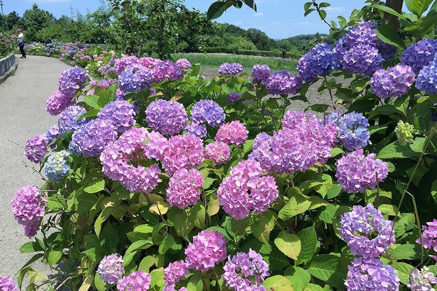 大阪 堺でアジサイ500株が開花 七夕イベントも 関西 芸能 デイリースポーツ Online 大阪 堺でアジサイ500株が開花 七夕イベントも 関西 芸能 デイリースポーツ Online