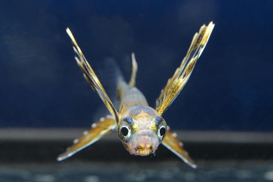 　上から見れば、羽ばたく蝶のような姿に見えるという