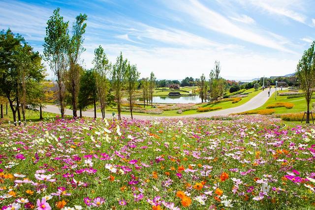 淡路島で秋の花博イベント 島内各所で１０万本のコスモス畑やロハスピクニック 関西 芸能 デイリースポーツ Online