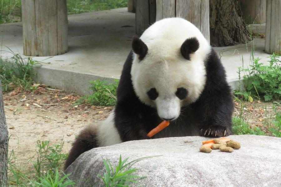 神戸で動物園など再整備 次のパンダカップルを中国お願い 関西 芸能 デイリースポーツ Online