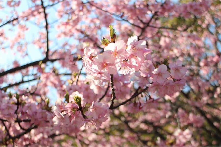 　３月上旬まで見頃となる「河津桜」（２月２２日・淡路島国営明石海峡公園）提供：明石海峡公園管理センター