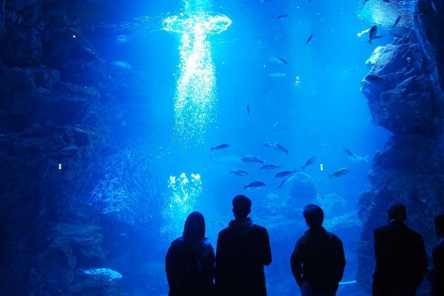 京都水族館 一部緩和により５月１２日から営業再開へ 関西 芸能 デイリースポーツ Online