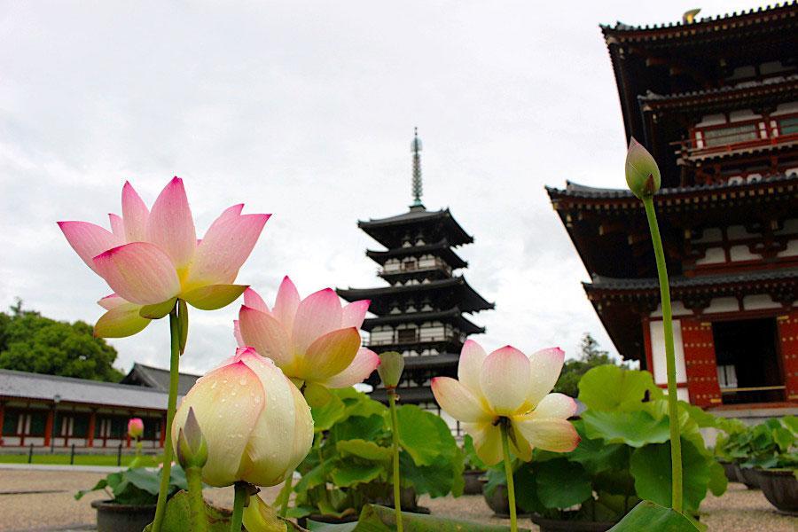 奈良市内４ケ寺の 蓮の花 見頃に 子ども向け企画も開催 関西 芸能 デイリースポーツ Online