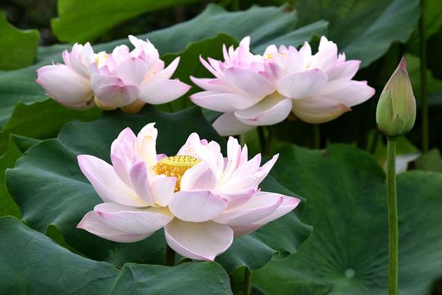滋賀 水生植物公園 みずの森 蓮の花がまもなく見頃に 関西 芸能 デイリースポーツ Online