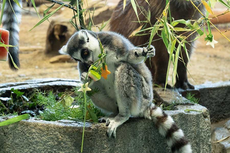 カピバラも野菜短冊に夢中 ニフレルで七夕イベント 関西 芸能 デイリースポーツ Online
