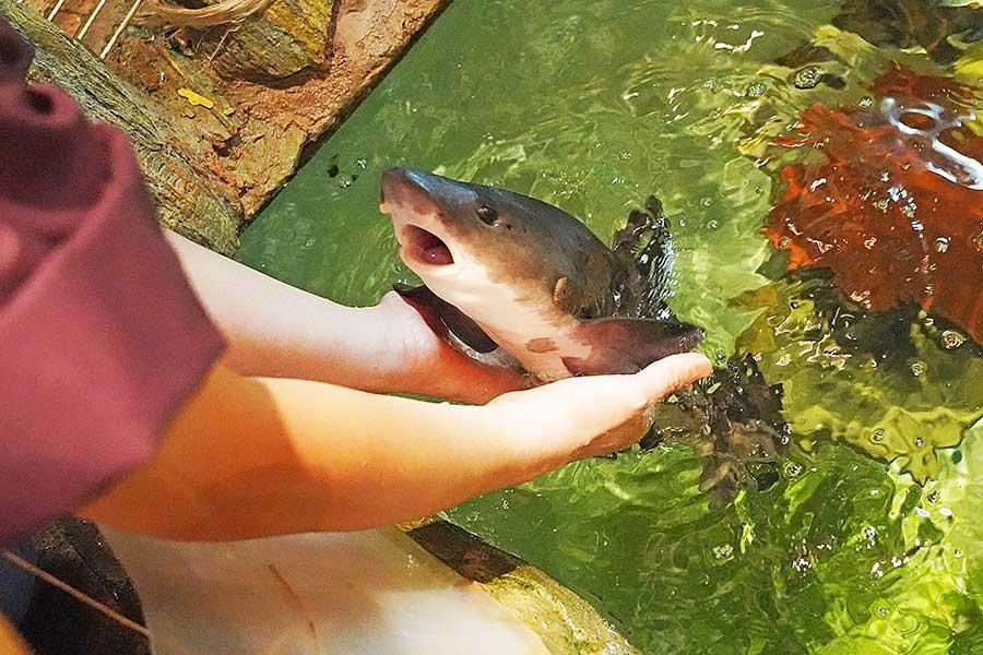 猫のように人懐っこいサメ