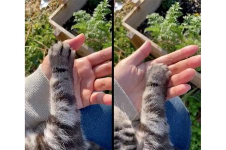 SNS投稿で反響があった「山猫軒」の「手を握ってくれるサービス」Twitterの動画より