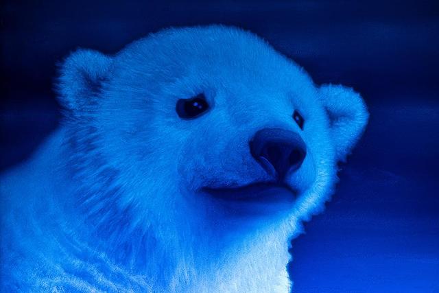 海中を泳ぐシロクマに夜を照らすポートタワー・・・光で描く幻想的な
