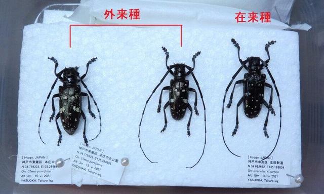 カリマンタンの珍品カミキリ 神戸市からのミッション「外来カミキリを探せ」、街路樹400本伐採に