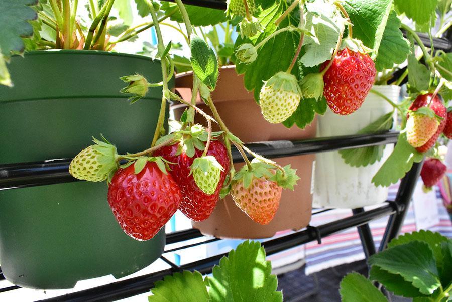 　「ミライバナ」のいちご狩り体験。その場で好きないちごを選び、自分で摘むことができる