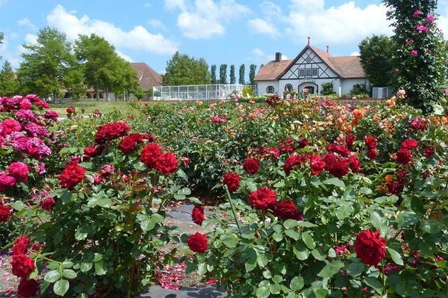 滋賀県で初夏の花々が見頃に ６月必訪の花の名所 ５選 関西 芸能 デイリースポーツ Online