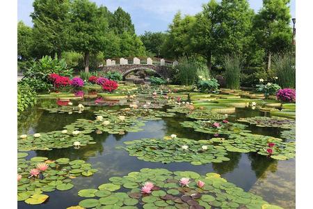 　６月に見頃を迎えた「花影の池」