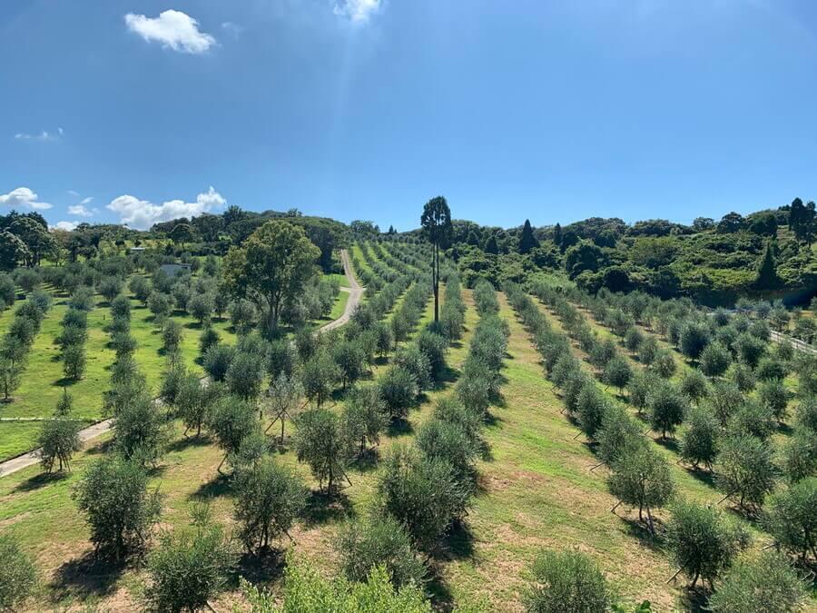 　淡路島の北部に位置するオリーブ園「Ｖｉｒｇｉｎ Ｖａｌｌｅｙ」に宿泊施設が併設された　提供：ＵＭＵ淡路島