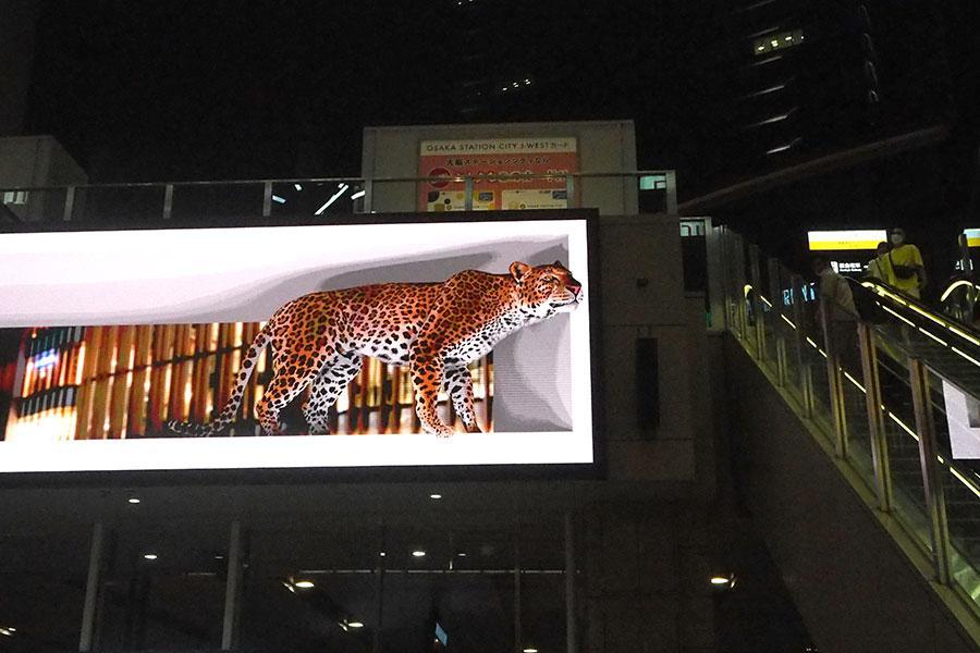 　ＪＲ大阪駅の中央コンコース北側スクリーンに出現したヒョウ「アカツキ」（９月２８日・大阪市内）