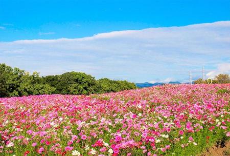 　「万博記念公園 コスモス・コキアフェスタ」