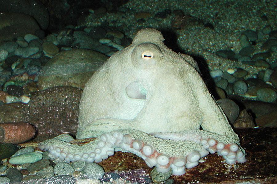 賢い…」背後から大きな水の音→タコが猛烈におねだりしてた！？ 和歌山