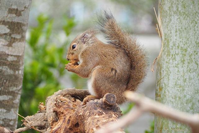 世界のどうぶつ 3―ナルディーニの動物シリーズ ヨーロッパ ◇(TH) ナルディーニの動物シリーズ 世界のどうぶつ 全5巻セット