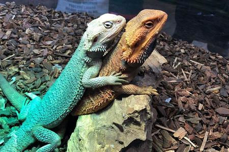 気持ち良さそうに光を浴びるトカゲたち（奈良市二条大路南）